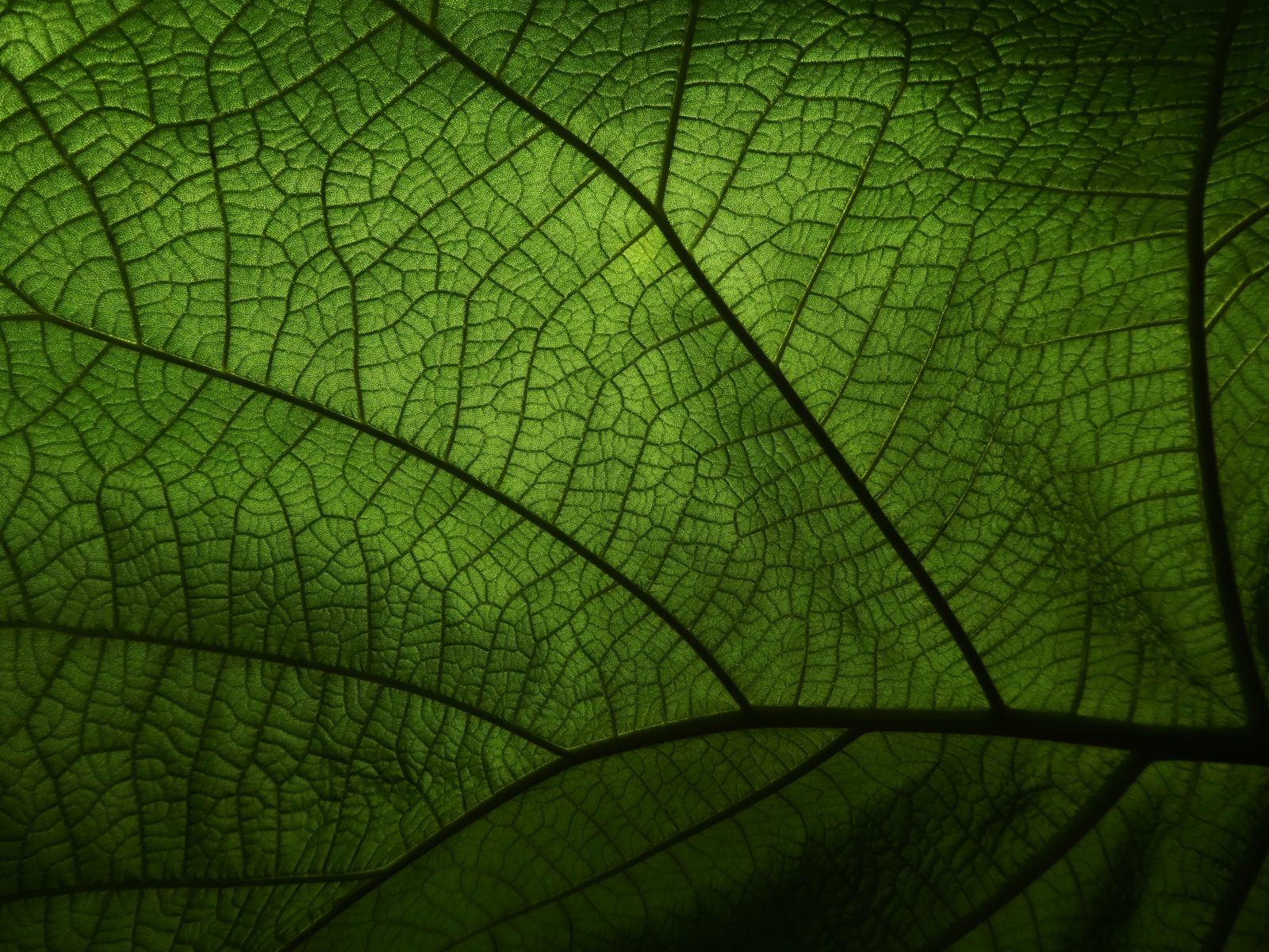 The Regenerative Practitioner Series